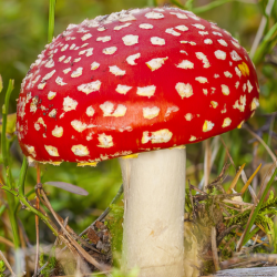 Мухомор червоний (капелюшки 10 г) / Врожай 2025 р/ Amanita Muscaria